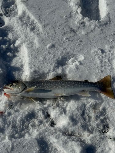苫小牧東港一本防波堤