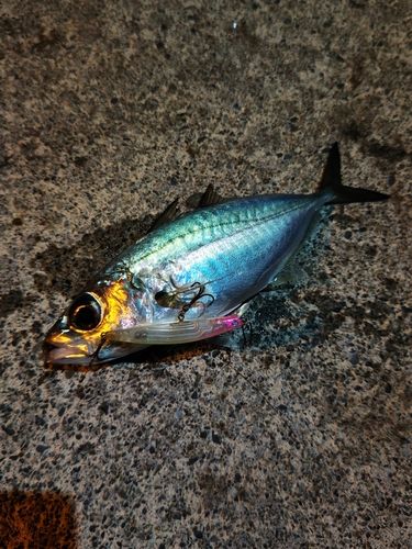 メアジの釣果