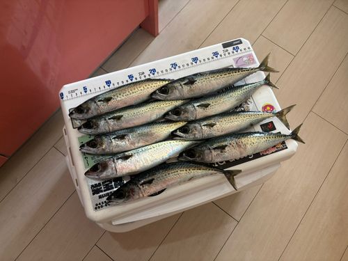 サバの釣果