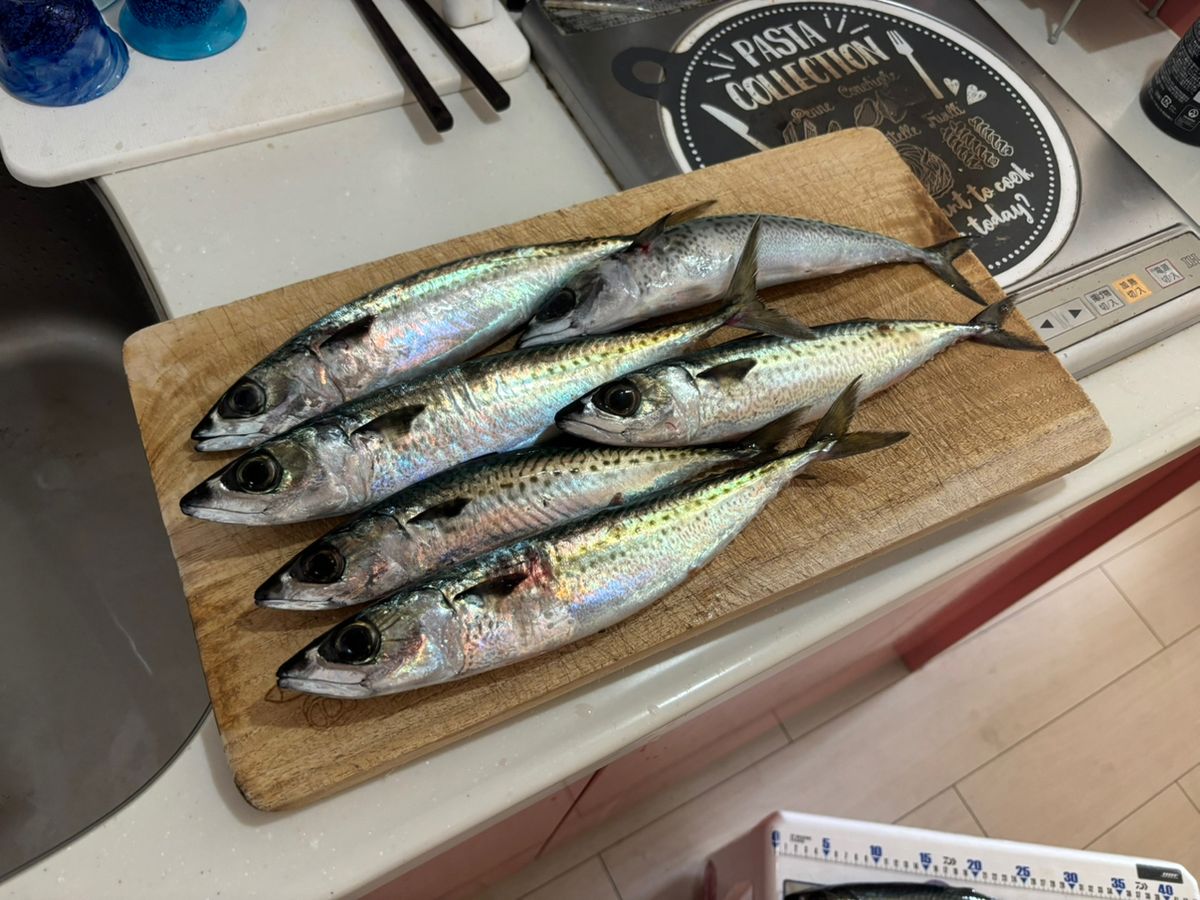 まなひなさんの釣果 2枚目の画像