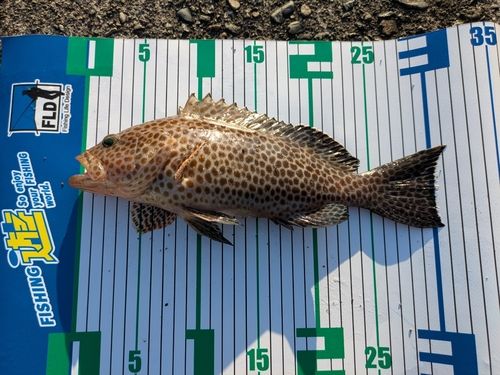 オオモンハタの釣果