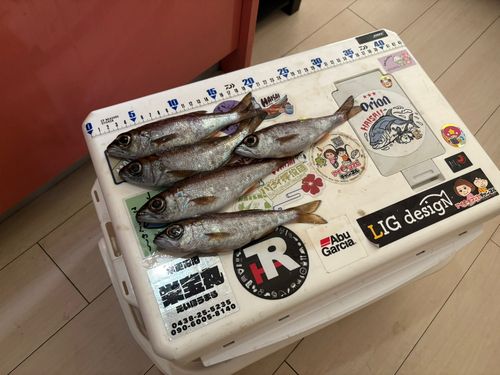 ムツの釣果