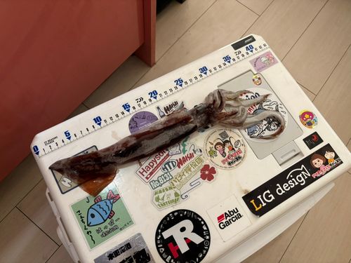 スルメイカの釣果