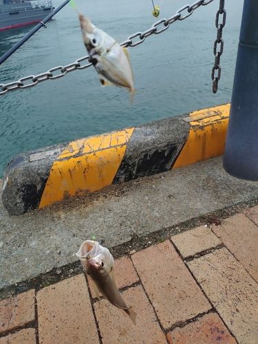 イシモチの釣果