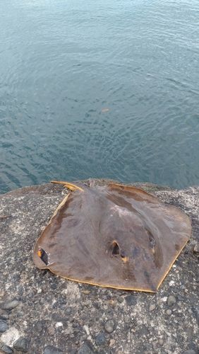 新舞子海岸（富津）