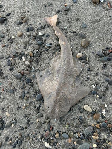 カスザメの釣果