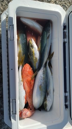 フクラギの釣果