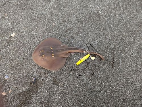 シタビラメの釣果