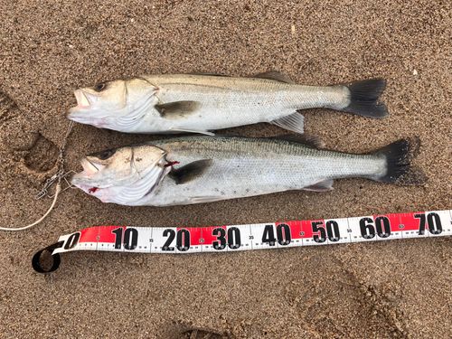 シーバスの釣果