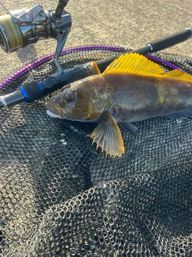 アイナメの釣果