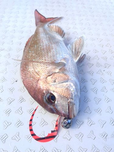 タイの釣果
