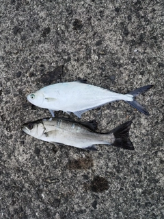 イケカツオの釣果