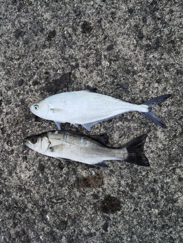 イケカツオの釣果