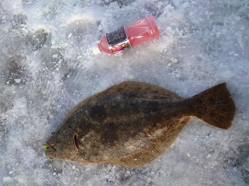 ヒラメの釣果
