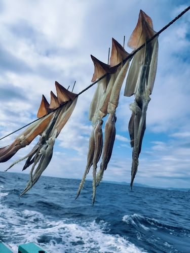 スルメイカの釣果
