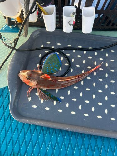 ホウボウの釣果