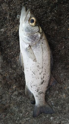 セイゴ（ヒラスズキ）の釣果