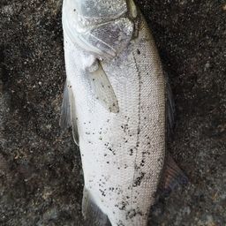 セイゴ（ヒラスズキ）