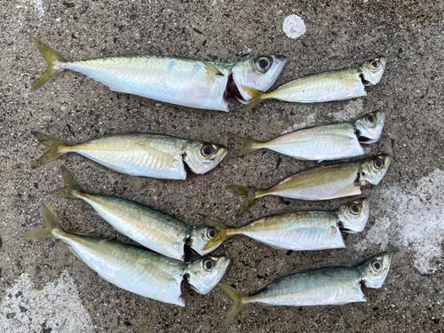 アジの釣果