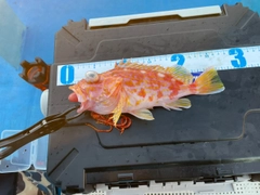 アヤメカサゴの釣果