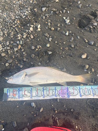 オオニベの釣果