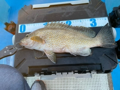 オオモンハタの釣果