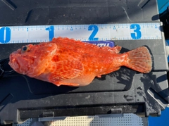 オニカサゴの釣果