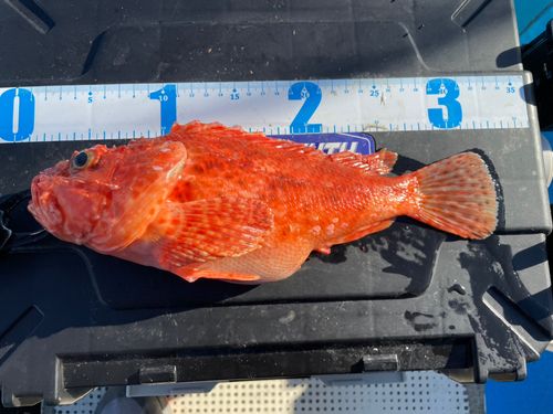 オニカサゴの釣果