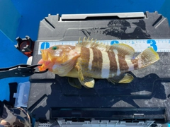 アオハタの釣果