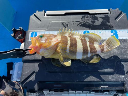 アオハタの釣果