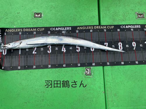 タチウオの釣果