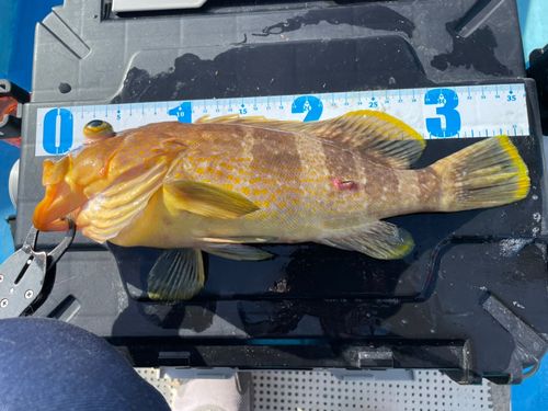 アオハタの釣果