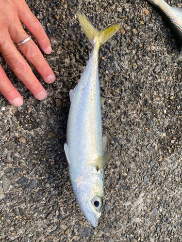 サバの釣果