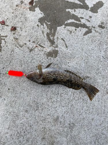 アイナメの釣果