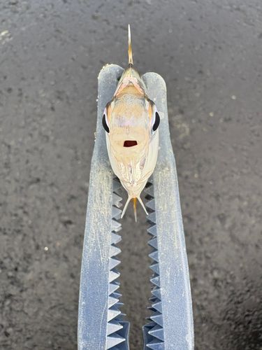 ヒイラギの釣果