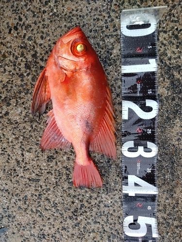 チカメキントキの釣果