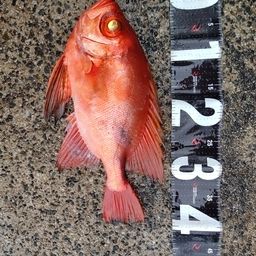 チカメキントキ