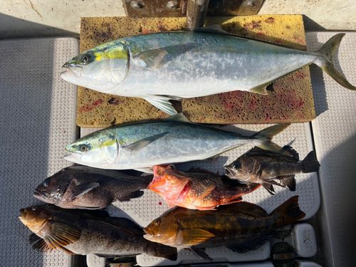 ヒラマサの釣果