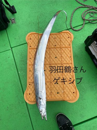 タチウオの釣果