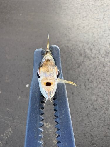 ヒイラギの釣果