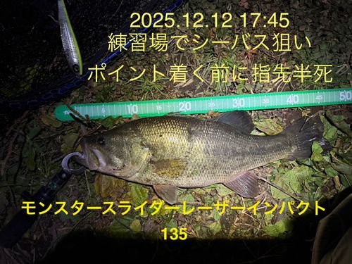 ラージマウスバスの釣果