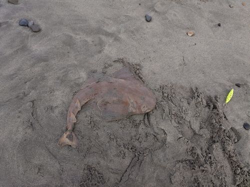 カスザメの釣果