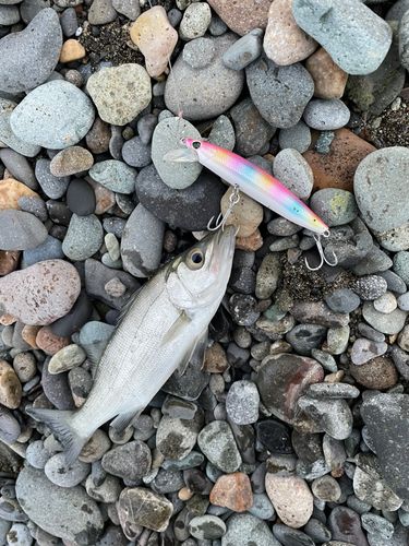 セイゴ（ヒラスズキ）の釣果