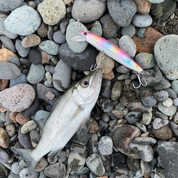 セイゴ（ヒラスズキ）