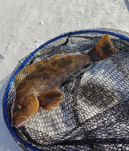 アイナメの釣果