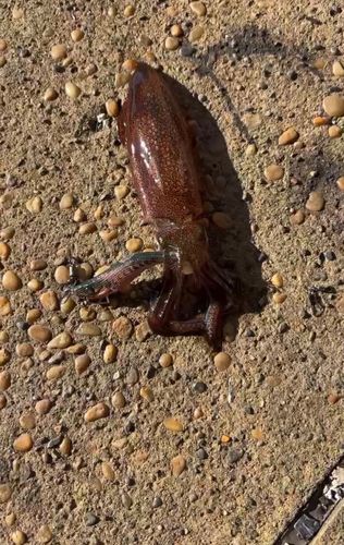 船橋港親水公園