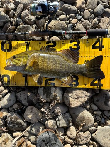 スモールマウスバスの釣果