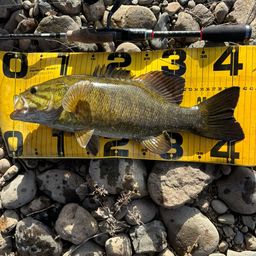 スモールマウスバス