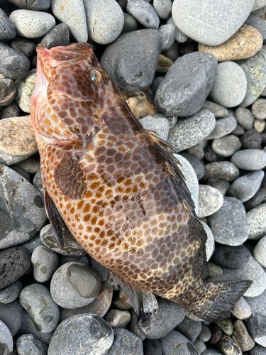 オオモンハタの釣果