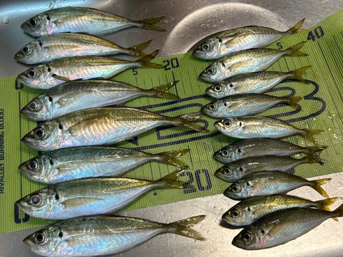アジの釣果